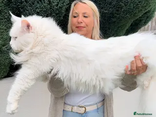 Maine Coon cats Outstanding pedigree kittens - Advert 3