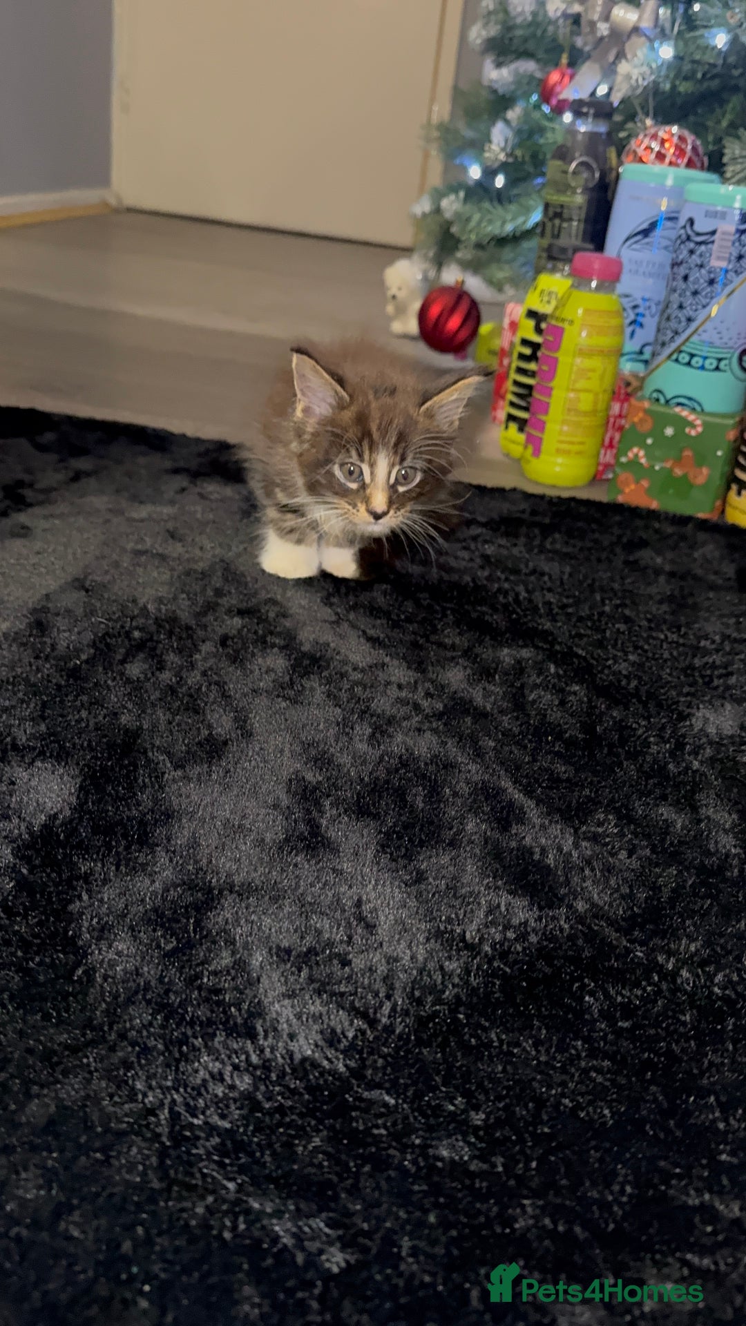 Maine Coon cats for sale: Full Maine Coon for sale - Advert 25