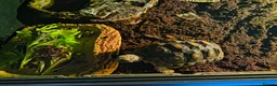 Tortoise reptiles for sale: Red foot tortoise with vivarium  in Walsall - Advert 2