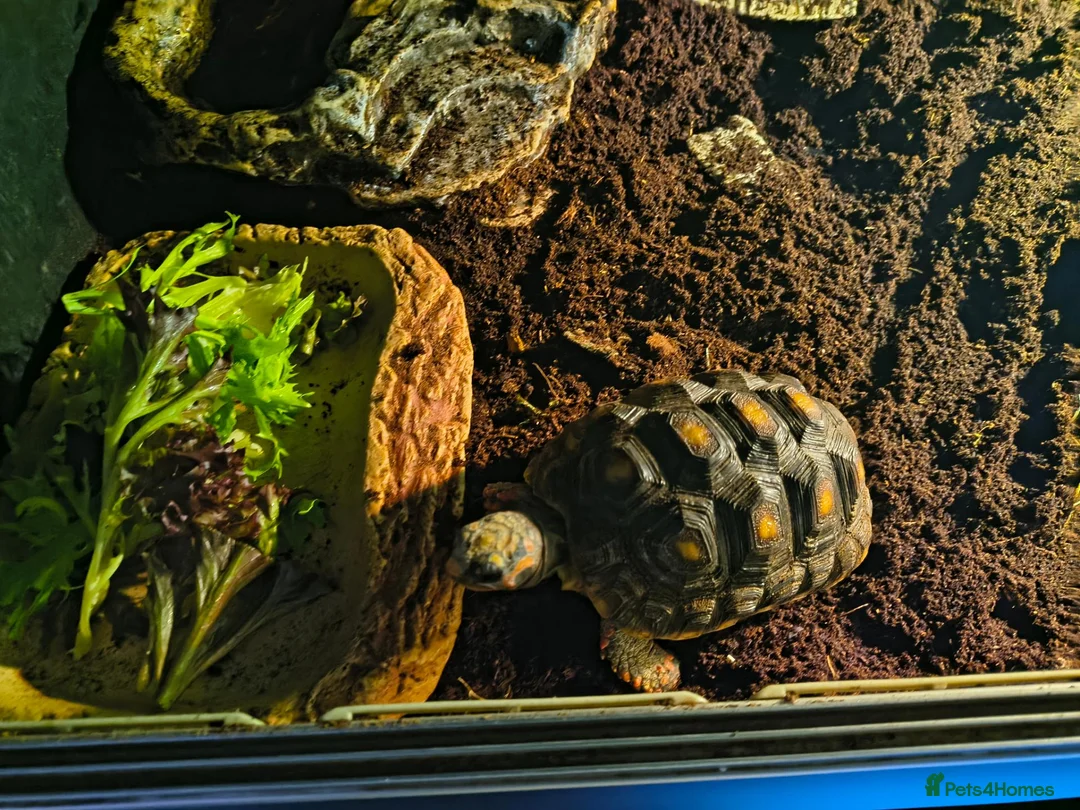 Tortoise reptiles for sale: Red foot tortoise with vivarium  in Walsall - Advert 2
