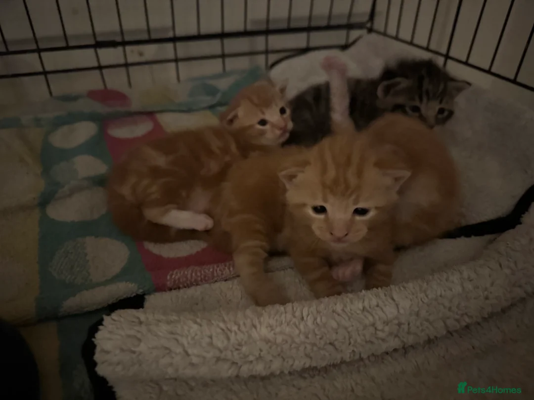 American Shorthair cats for sale: Beautiful Rare GingerKittens Alonghair X BSH cross - Advert 5