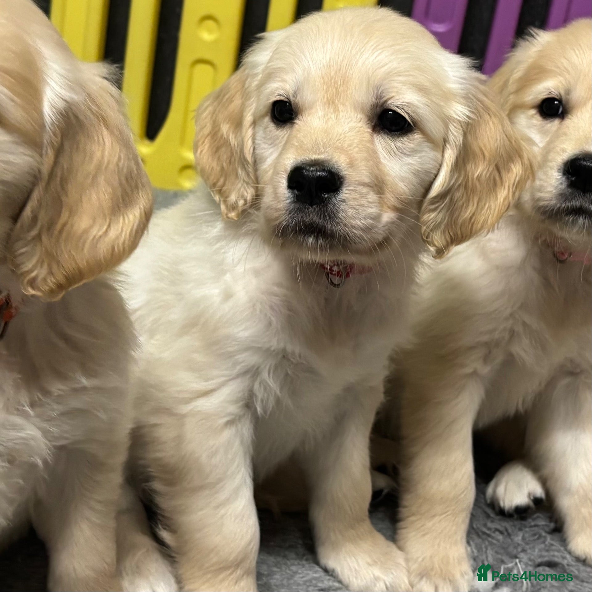 Golden Retriever dogs (1 girl left) Beautiful Kc Golden Retrievers - Advert 1