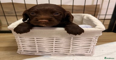 Mixed Breed dogs - Advert 15