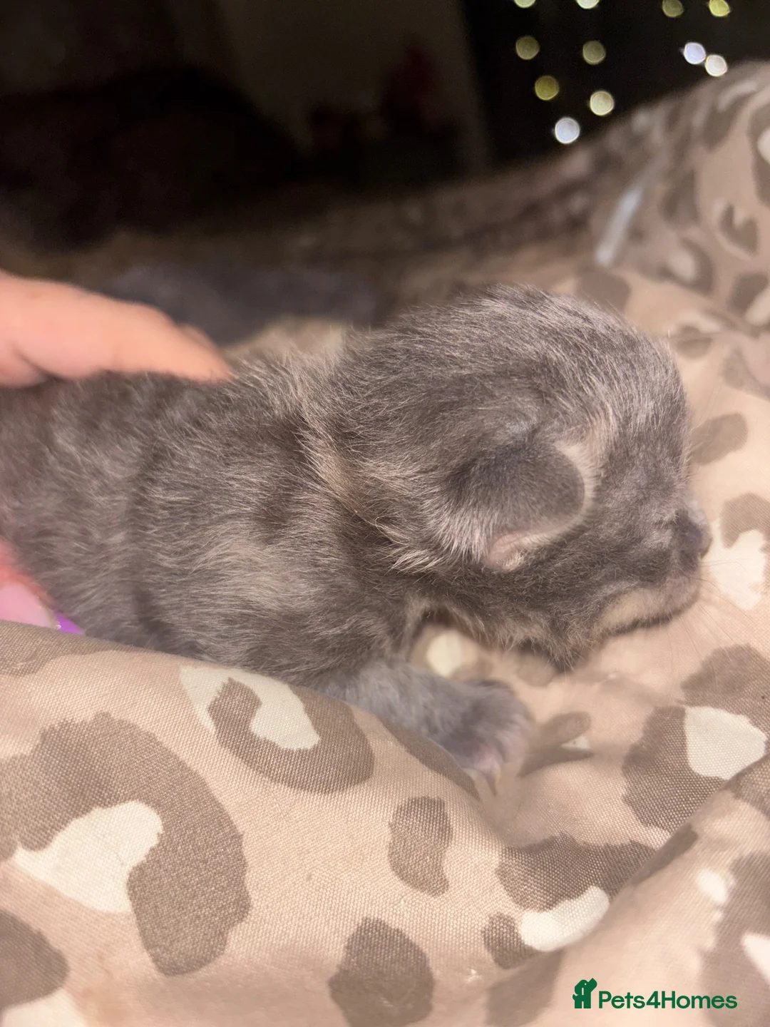 British Shorthair cats for sale: Miss Remay Sutherland  - Advert 13