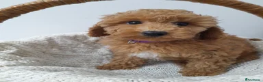 Miniature Poodle 4