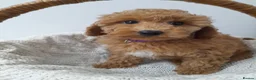Miniature Poodle dogs for sale: Last 2 boys left miniature poodle puppies - Advert 17