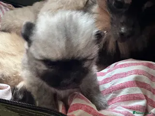 Pomeranian dogs Rainbow litter Pomeranian KC Reg - Advert 16