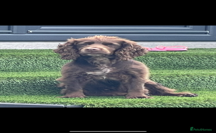 Cocker Spaniel dogs KC cocker spaniel  - Advert 1