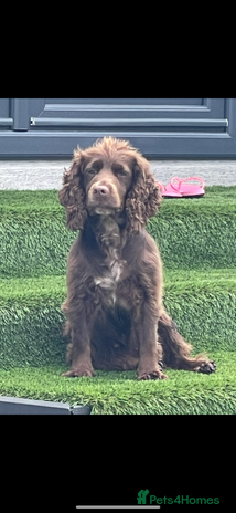 Cocker Spaniel dogs KC cocker spaniel - Advert 1