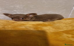 Chihuahua dogs for sale: Beautiful Long-Haired Chihuahua Puppies - Advert 7