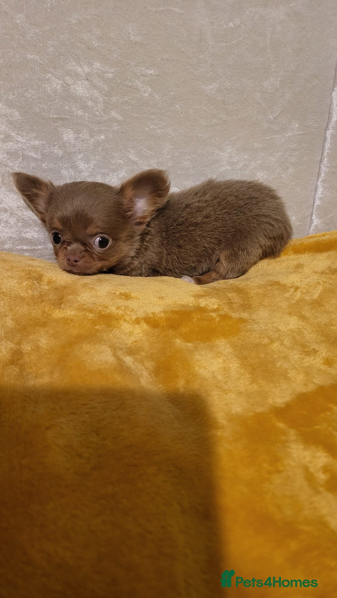 Chihuahua dogs for sale: Beautiful Long-Haired Chihuahua Puppies - Advert 7