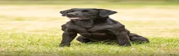 Labrador Retriever dogs for sale: Beautiful Lab puppies, wonderful working/family.  in Newbury - Advert 3