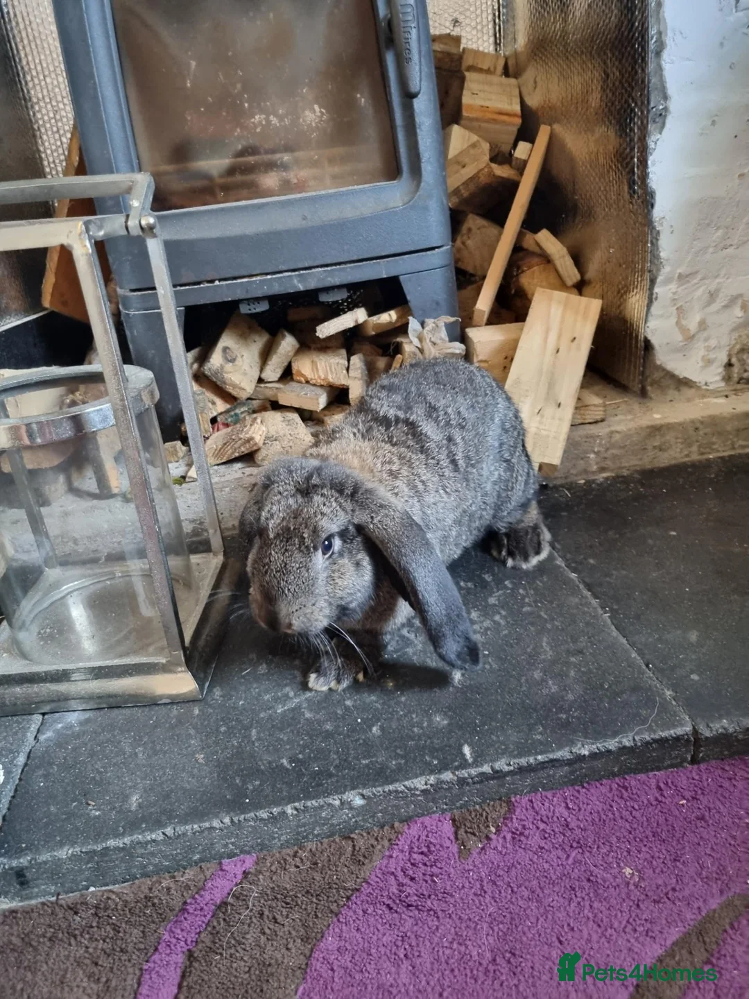 French Lop rabbits for sale: French lop buck in Abertillery - Advert 1