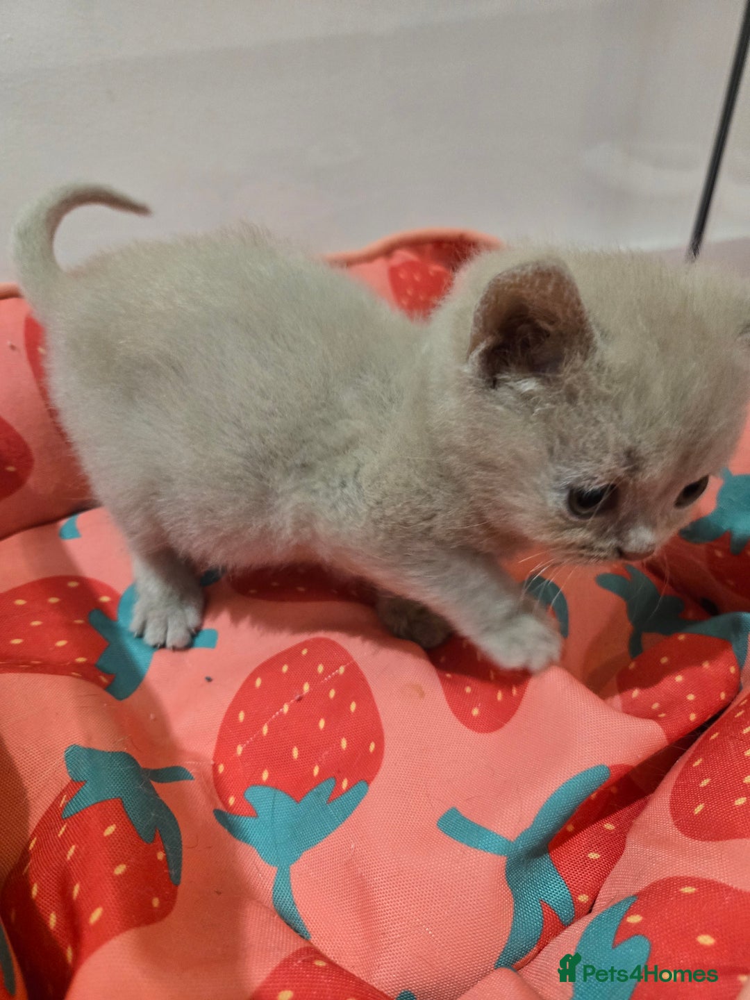 British Shorthair cats for sale: RARE Fawn British Shorthair Kitten £1000 - Advert 6