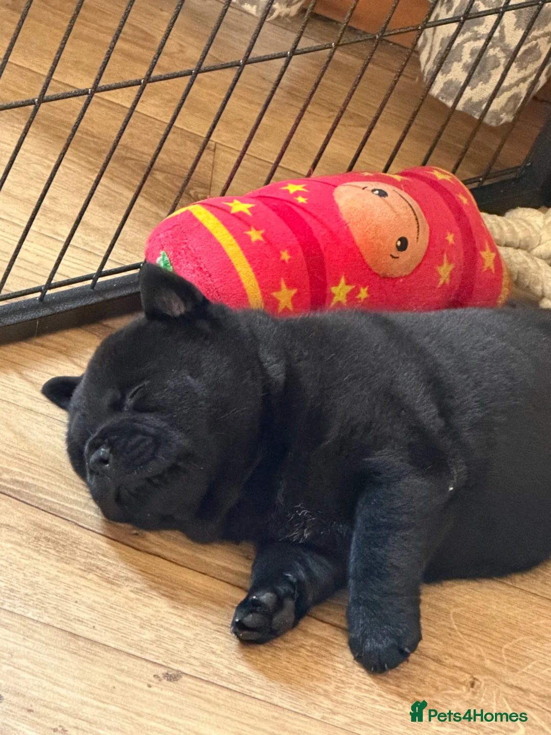 Mixed Breed dogs for sale: Adorable Chaffy pups  in Clitheroe - Advert 34