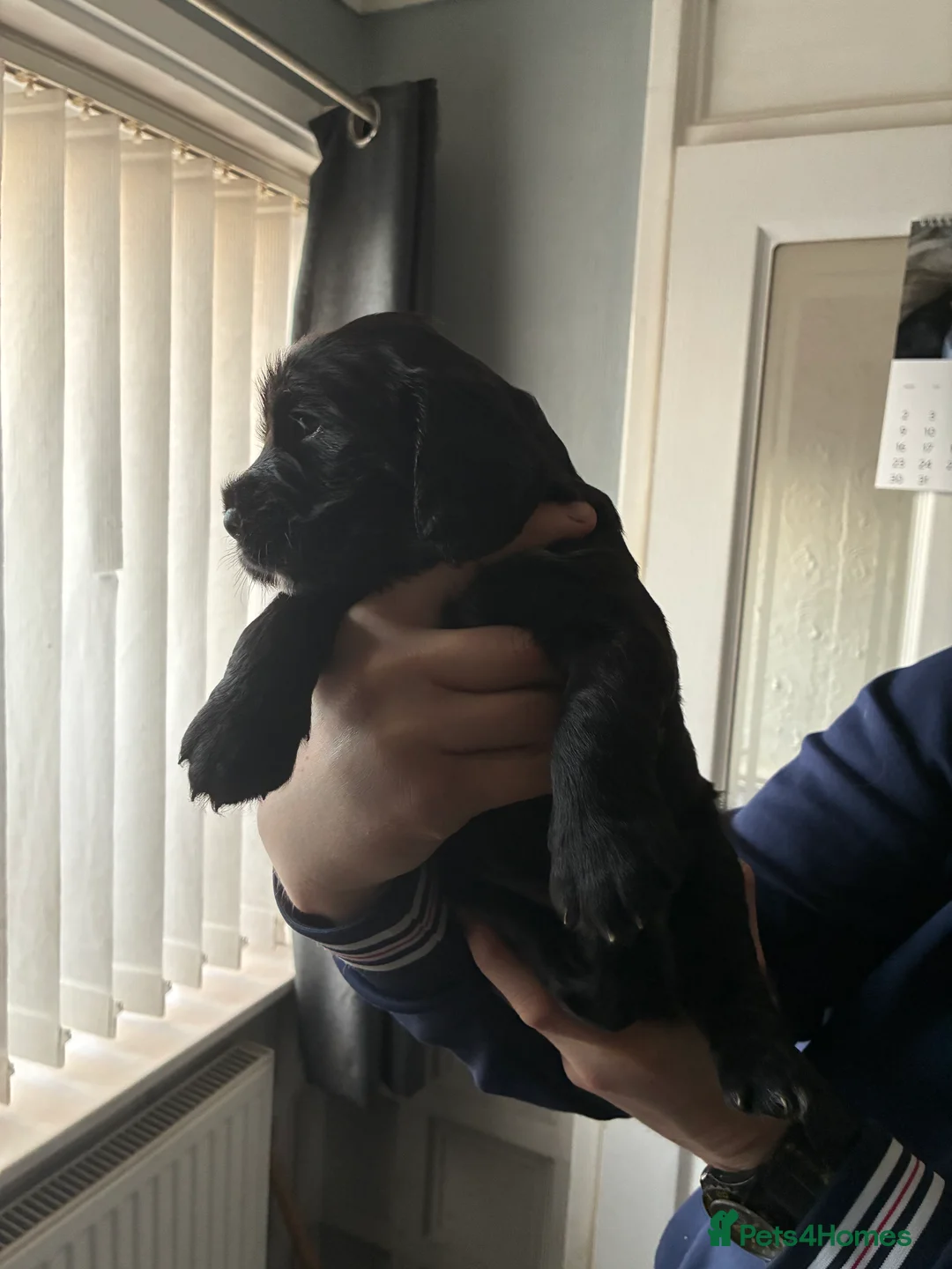 Cocker Spaniel dogs for sale: Lola’s beautiful babies  - Advert 2