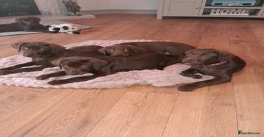 Labrador Retriever dogs - Advert 16