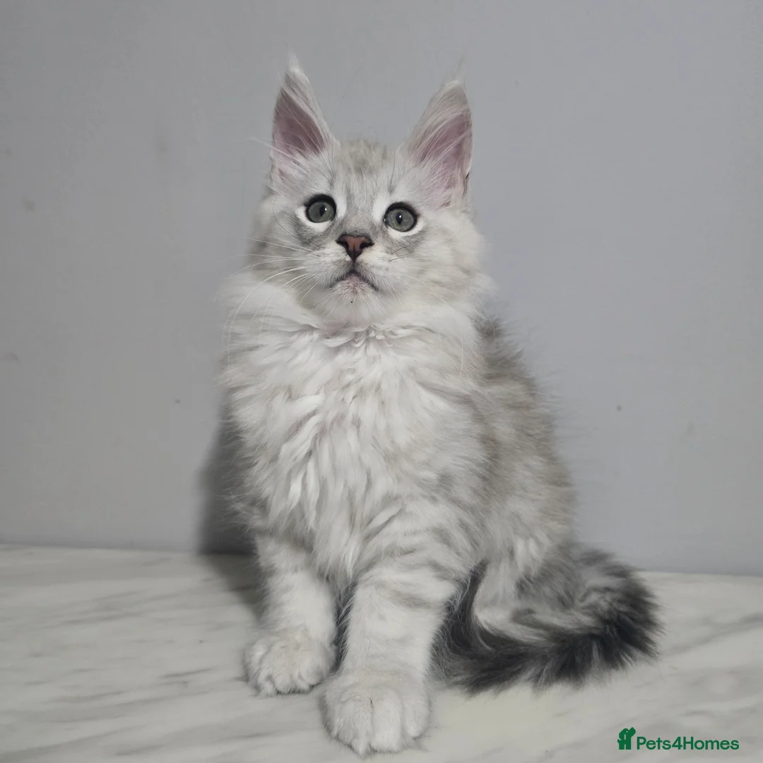 Maine Coon cats for stud: Shaded stud - Advert 9