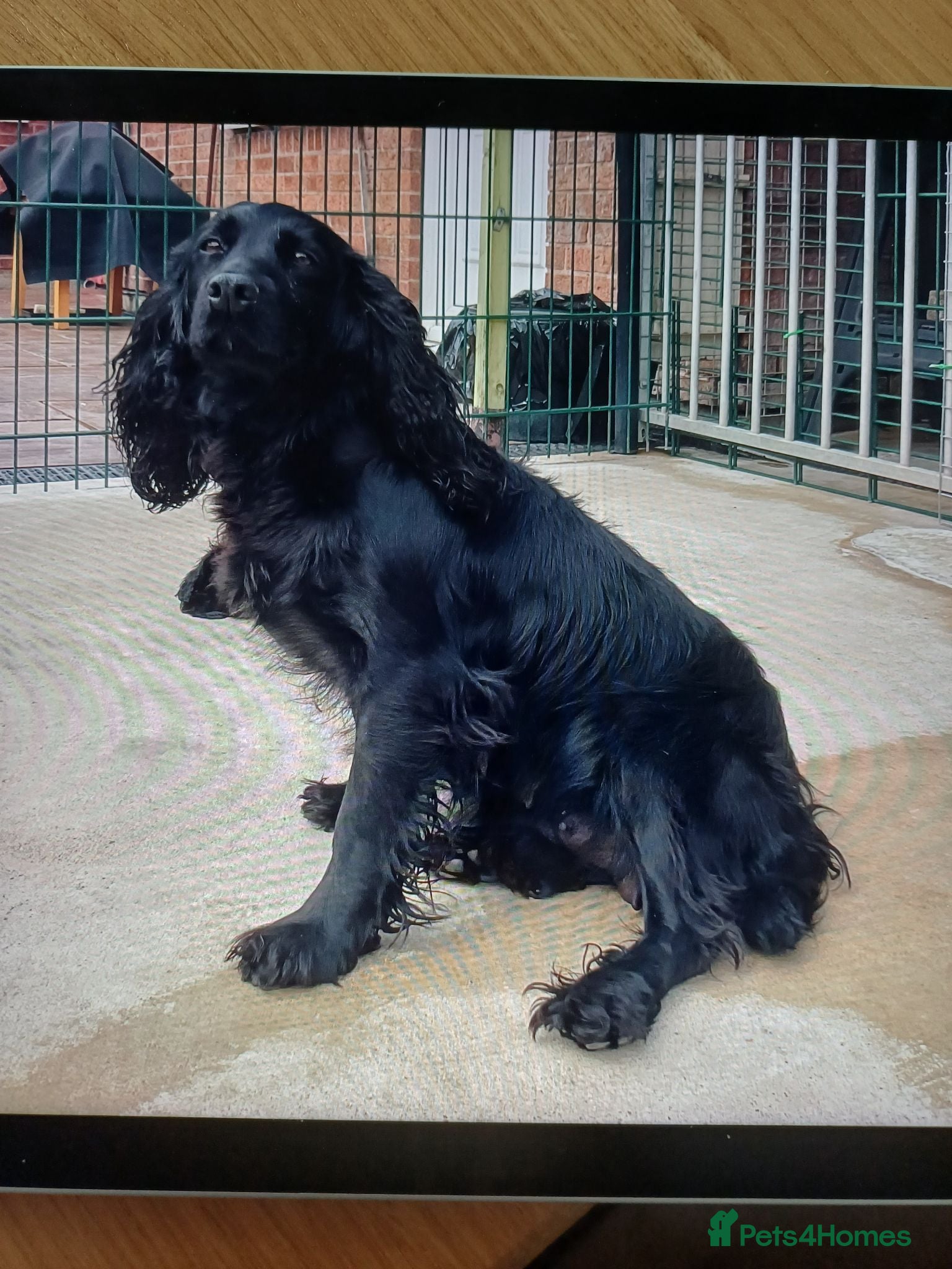 Cocker Spaniel dogs 1 MALE  AVAILABLE  COCKER PUPS  - Advert 4
