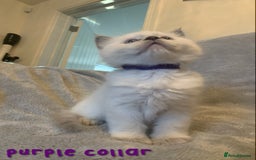 Ragdoll cats for sale: 5 Lovely, Pure Ragdoll Kittens - Image 12