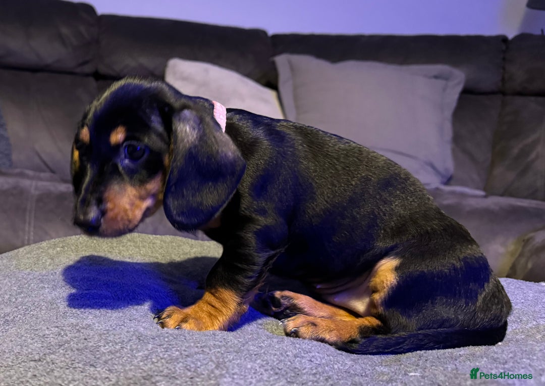 Dachshund dogs for sale: Gorgeous Standard wire haired & smooth Dachshunds - Advert 22