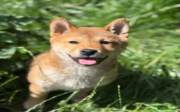 Japanese Shiba Inu dogs for sale: Last but not least beautiful Shiba  KC boy in Inverness - Image 7
