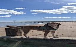 Mixed Breed dogs for sale: 6 year old mix breed  - Image 5