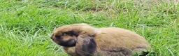 Mini Lion Lop rabbits for sale: Two Mini Lops - Male  - Advert 10