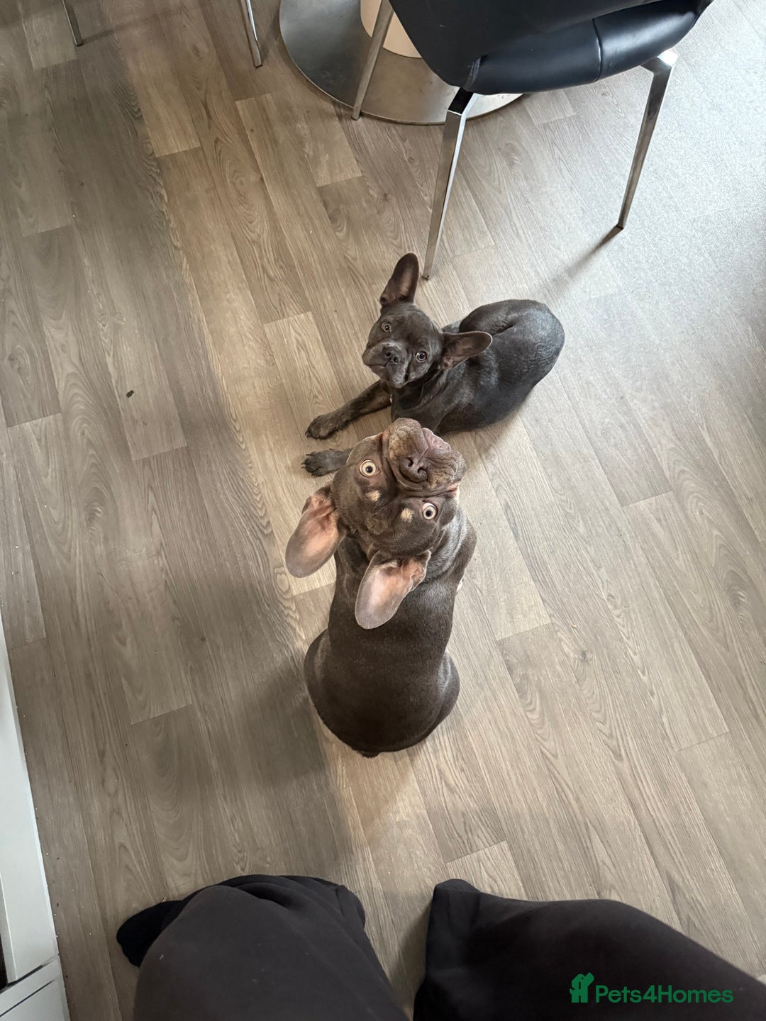 French Bulldog dogs for sale: Male and female french bull dogs  - Advert 2