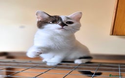 British Shorthair cats for sale: British Shorthair kittens  - Image 9