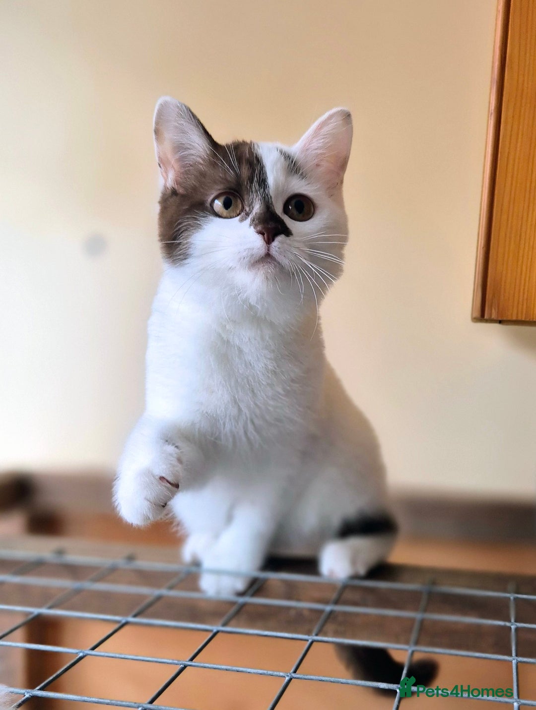 British Shorthair cats for sale: British Shorthair kittens  - Image 9