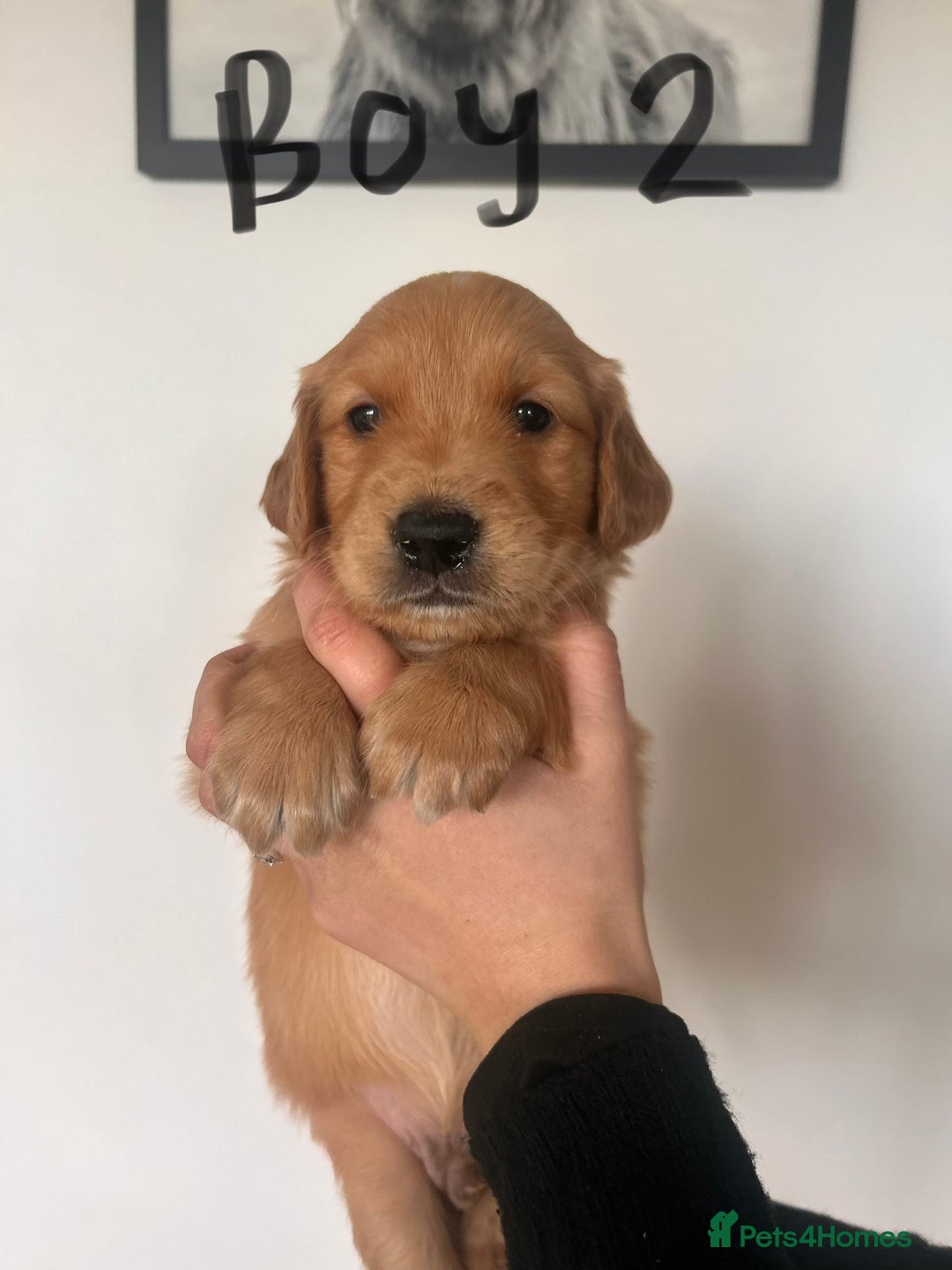 Golden Retriever dogs for sale: Dark Working Golden Retriever puppies - Advert 34