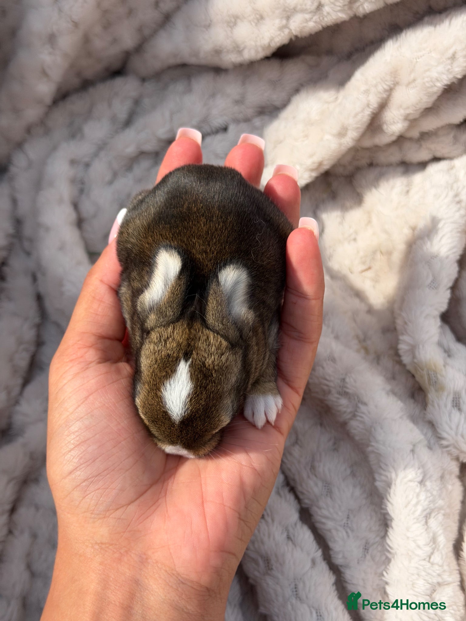 French Lop rabbits French lop X mixed kits - Advert 2