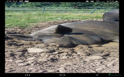 Pig livestock for sale: Ronnie and reggie  - Image 35