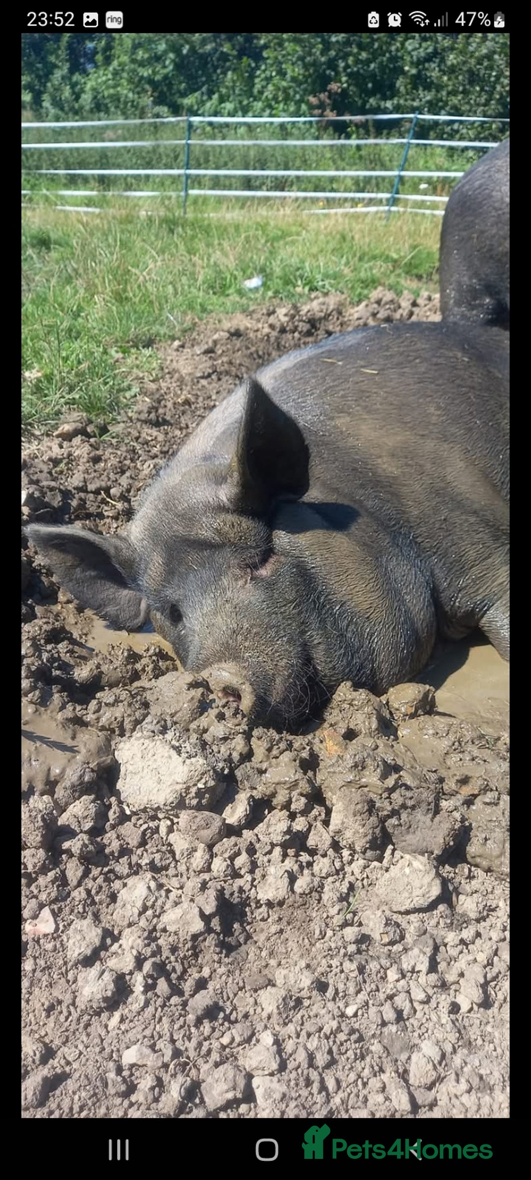 Pig livestock for sale: Ronnie and reggie  - Image 35