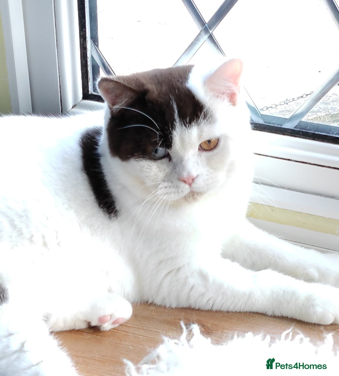 British Shorthair cats for sale:  GCCF CH lines. Beautiful BSH odd eyes boy & girl. - Advert 11