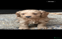 Cockapoo dogs for sale: Gorgeous F1 Cockapoo puppies - Image 2