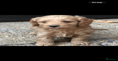 Cockapoo dogs - Advert 2