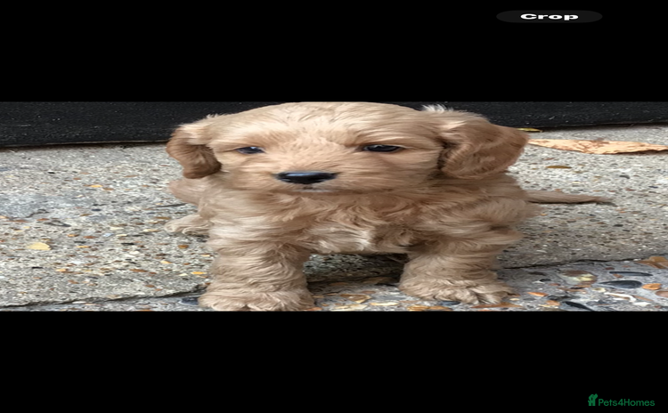 Cockapoo dogs - Advert 1