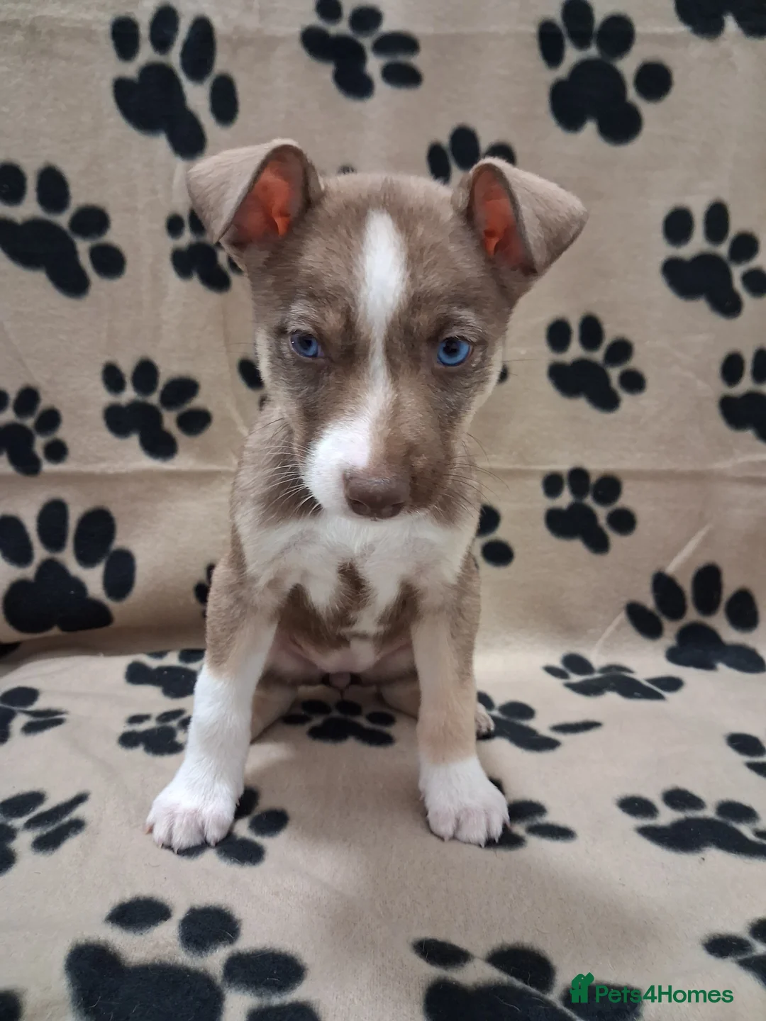 Mixed Breed dogs for sale: Agouti Husky Cross puppies  - Advert 29