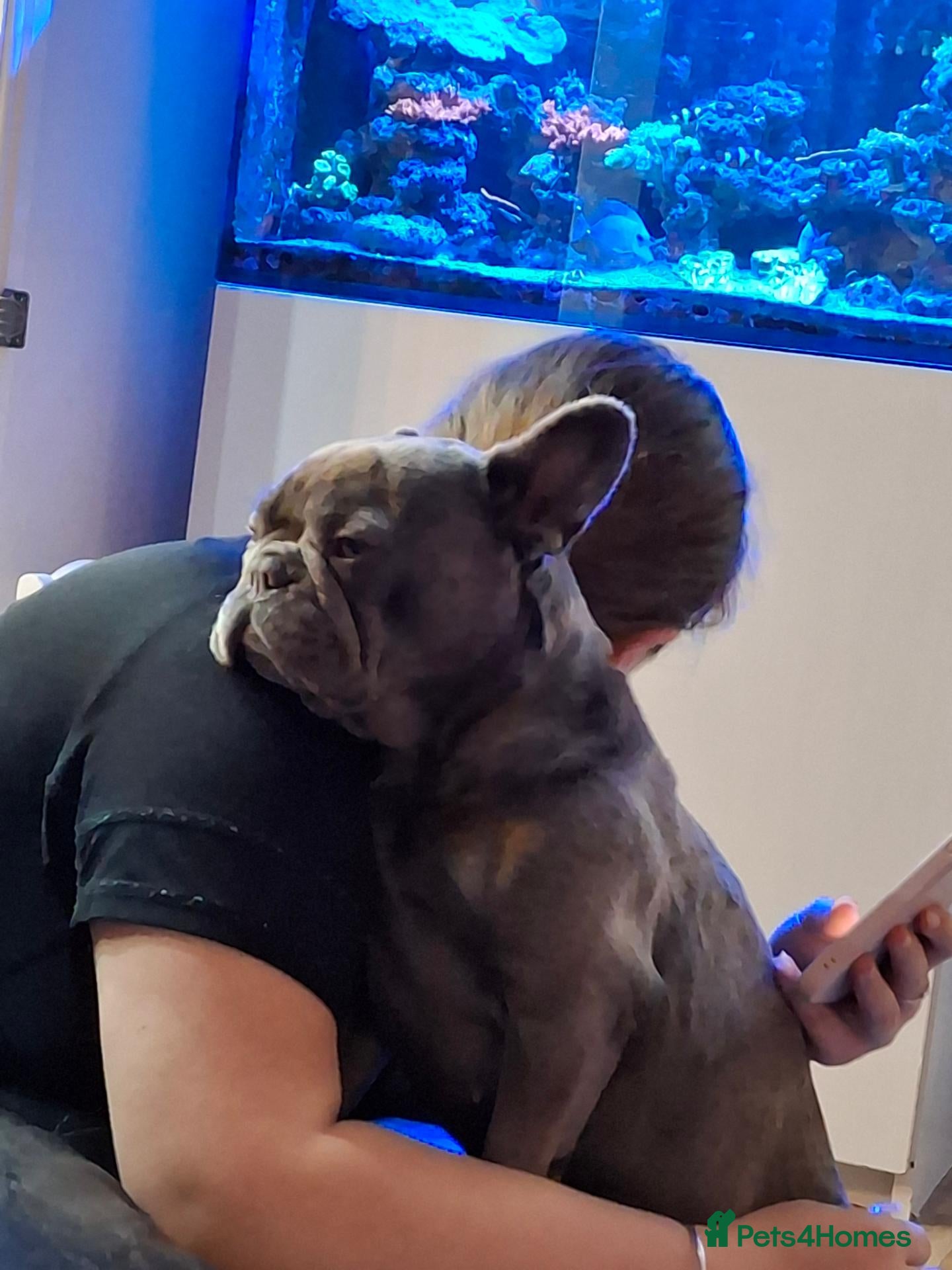 French Bulldog dogs French bulldog  - Advert 1