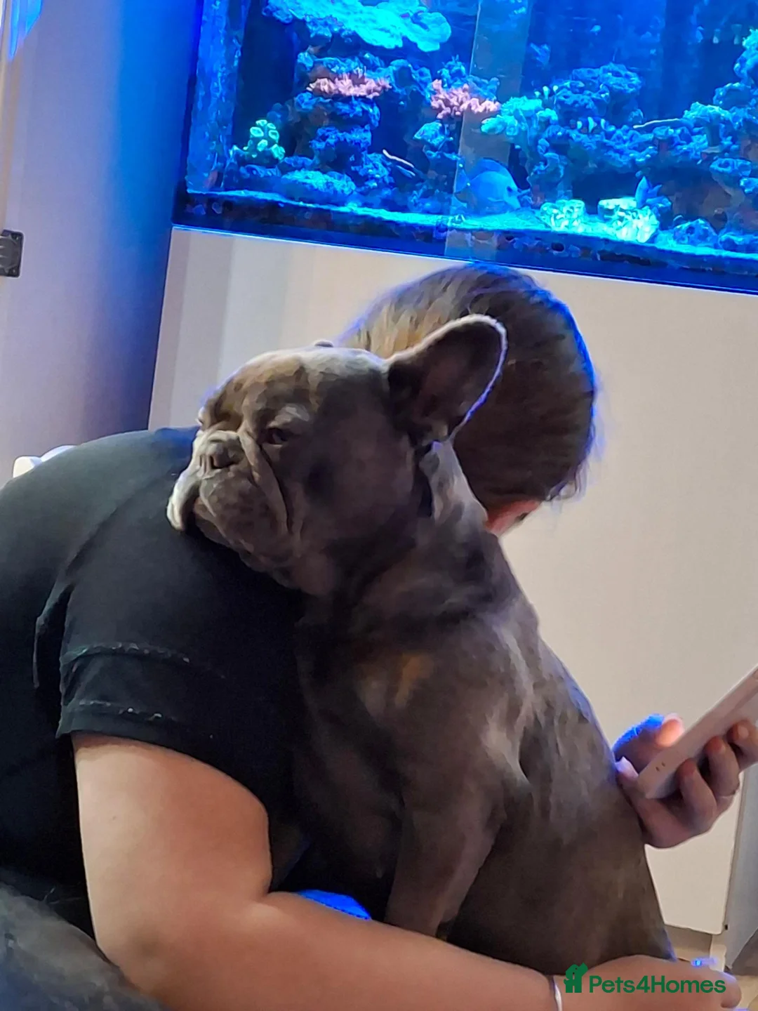 French Bulldog dogs for sale: French bulldog  - Advert 1