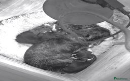 Mixed Breed dogs for sale: Docker dachshund ** paniel puppies  - Image 8