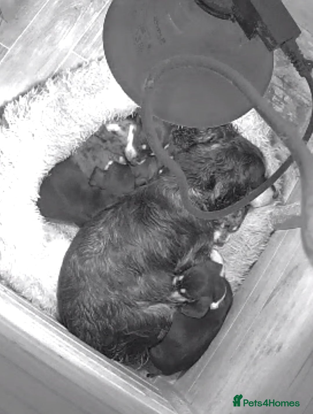 Mixed Breed dogs for sale: Docker dachshund ** paniel puppies  - Image 8