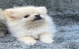 Pomeranian dogs for sale: Pomeranian  puppies  - Image 28