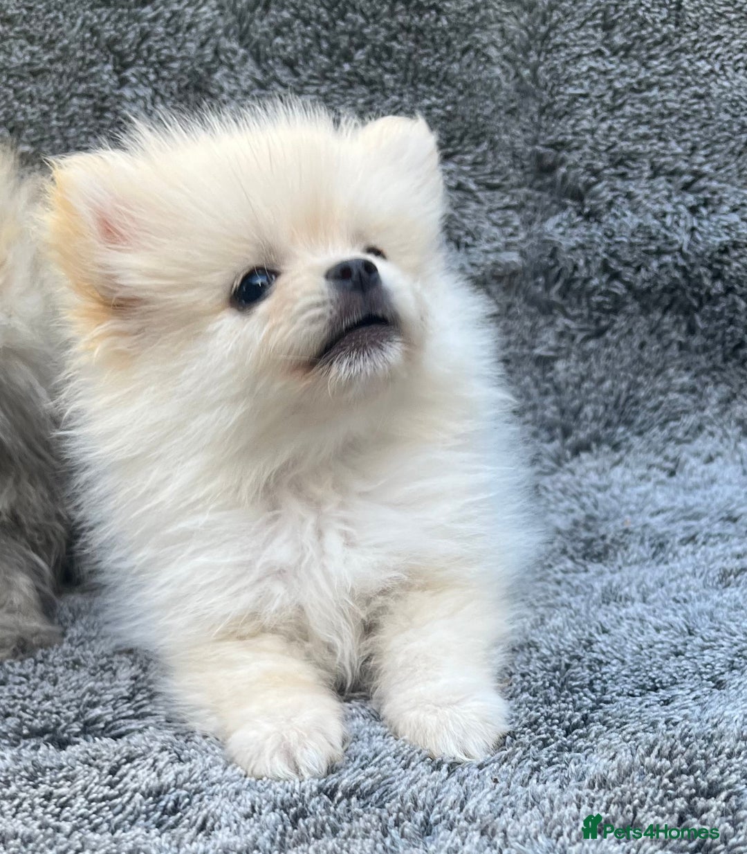 Pomeranian dogs for sale: Pomeranian  puppies  - Image 28