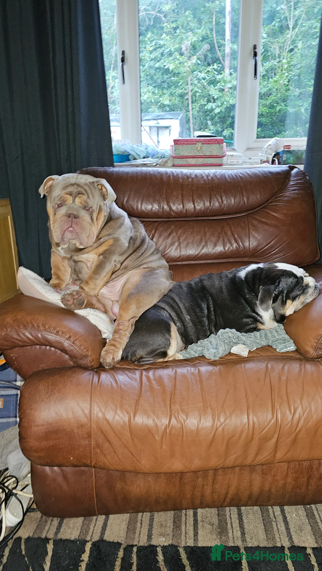 English Bulldog dogs for stud: Large full suit lilac Bulldog at stud. in Helensburgh - Advert 4