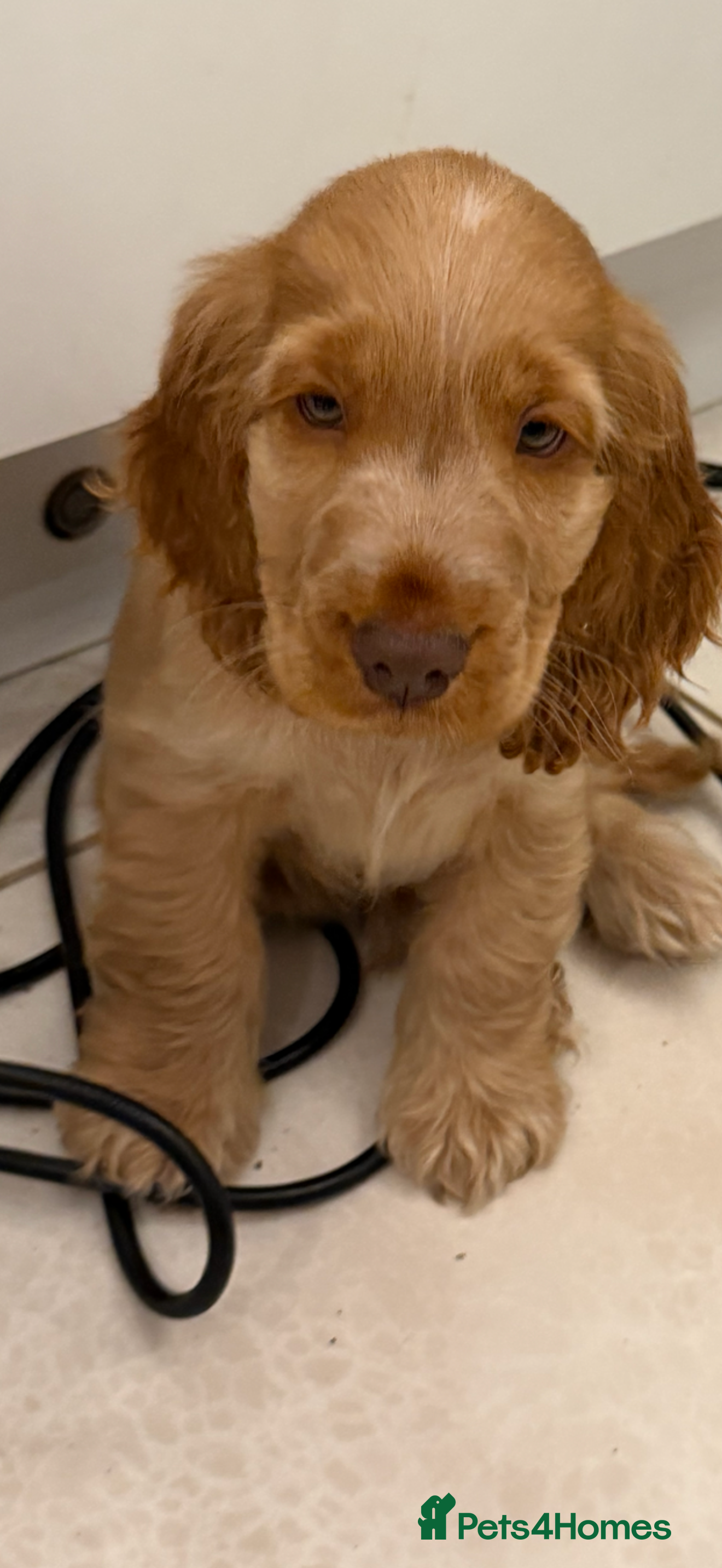 Cocker Spaniel dogs GOLDEN GIRL 🐶RIZI BIZI pedigree show spaniels🐶 - Advert 2