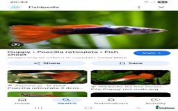 Rainbow Fish fish for sale: Free guppy /rainbow fish  - Image 1