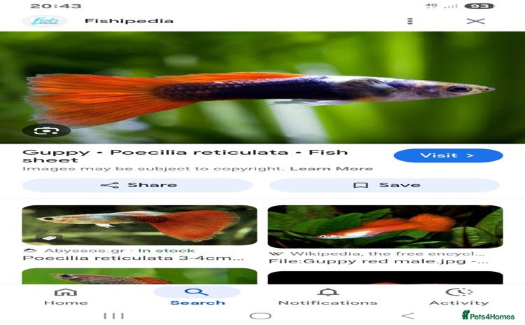 Rainbow Fish fish - Advert 1